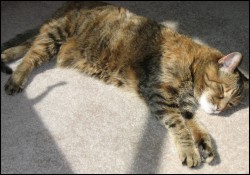 Baking in the sun. Yum!