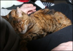 Oh boy, a lap!